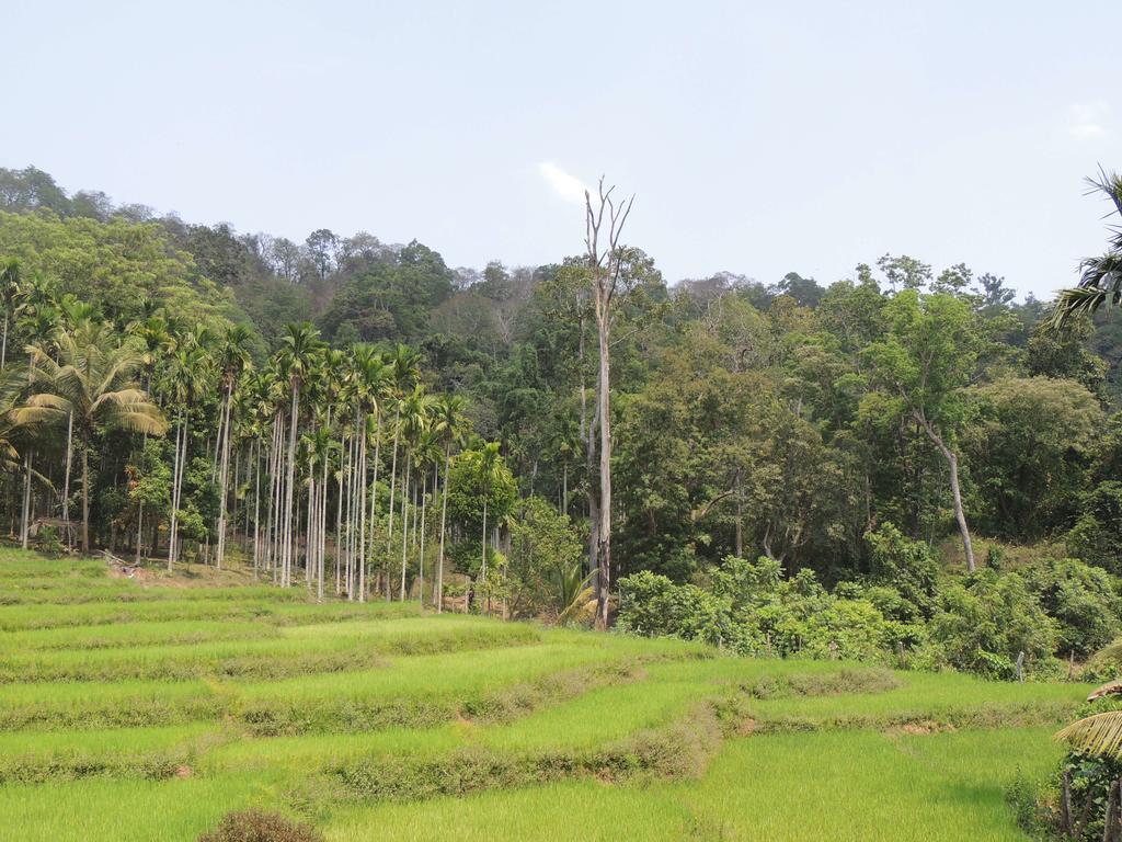 Dandeli - Jungle Nest Apartment Sangave Ngoại thất bức ảnh